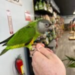 Senegal Parrot