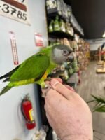Senegal Parrot