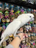 ”BEAN”the Umbrella Cockatoo - Image 2