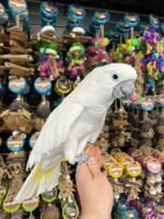 ”BEAN”the Umbrella Cockatoo - Image 4