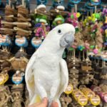 ”BEAN”the Umbrella Cockatoo