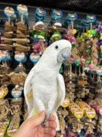 ”BEAN”the Umbrella Cockatoo
