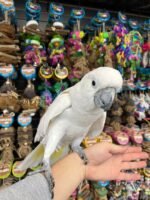 ”BEAN”the Umbrella Cockatoo - Image 5